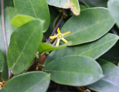 Toxocarpus wightianus