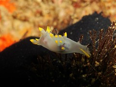 Polycera kernowensis