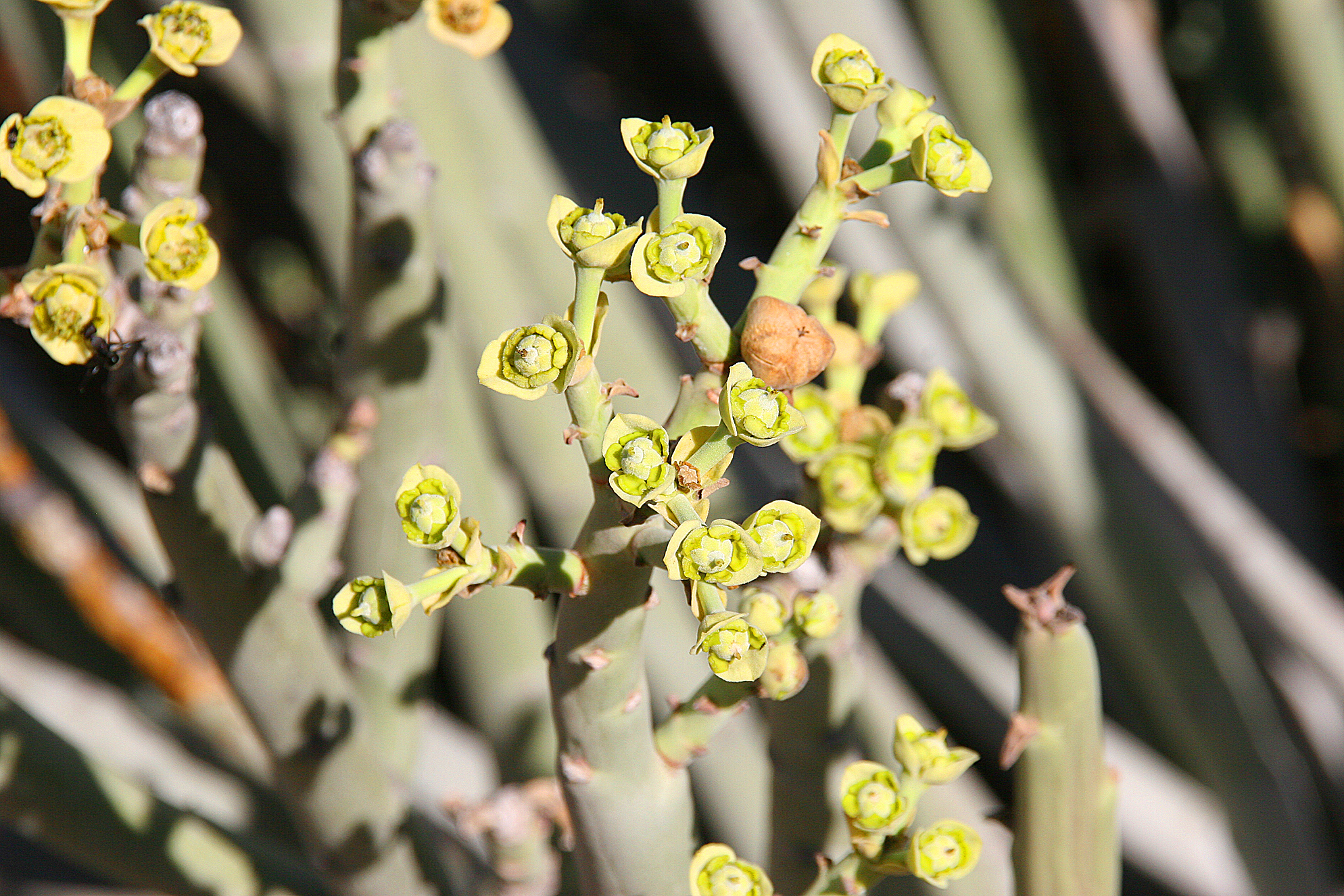 Euphorbia dregeana