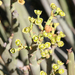 Euphorbia dregeana - Photo (c) Barbara Schneider, algunos derechos reservados (CC BY-NC-ND), subido por Barbara Schneider
