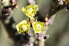 Euphorbia dregeana