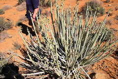 Euphorbia dregeana