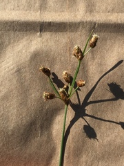 Fimbristylis puberula