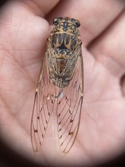 Cicada barbara lusitanica