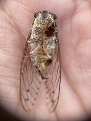 Cicada barbara lusitanica