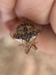 Cicada barbara lusitanica