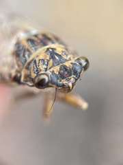 Cicada barbara lusitanica