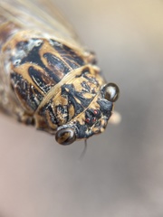 Cicada barbara lusitanica