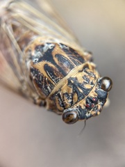 Cicada barbara lusitanica