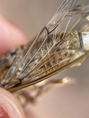 Cicada barbara lusitanica