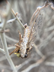 Cicada barbara lusitanica