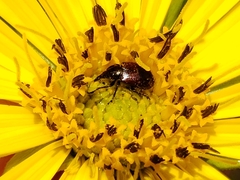 Haplorhynchites