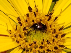 Haplorhynchites