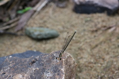 Pseudocopera