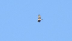 Nisaetus nipalensis