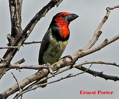 Lybius torquatus torquatus