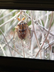 Cicada barbara lusitanica