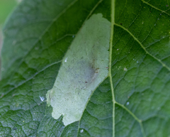 Calycomyza flavinotum
