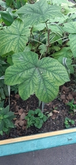 Rubus odoratus