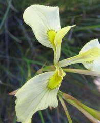 Moraea cooperi