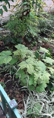Rubus odoratus