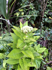 Pluchea longifolia