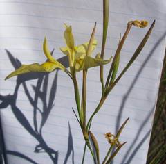 Moraea cooperi