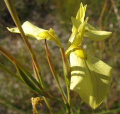 Moraea cooperi