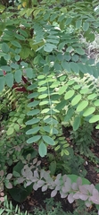 Robinia pseudoacacia