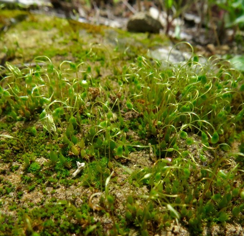 iNaturalist observation photo of Bonfire moss