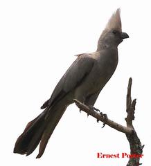 Corythaixoides concolor bechuanae