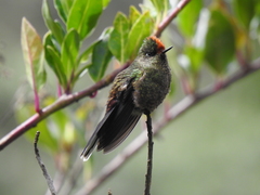 Chalcostigma herrani