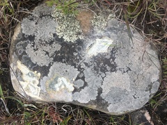 Scoliciosporum