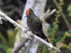 Chalcostigma herrani