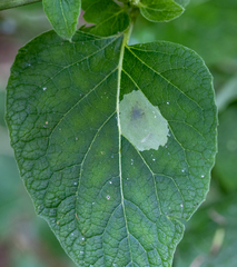 Calycomyza flavinotum