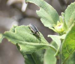 Trirhabda geminata
