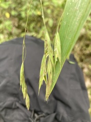 Bromus latiglumis