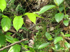Cnemidophorus gramivagus