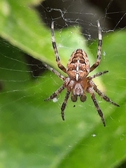 Araneus diadematus