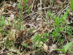 Cnemidophorus gramivagus