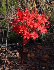 Brunsvigia marginata