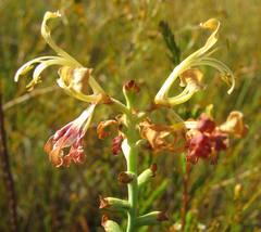 Tritoniopsis parviflora parviflora
