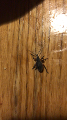 Otiorhynchus cardiniger