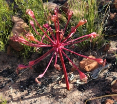 Brunsvigia marginata