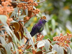 Ramphomicron microrhynchum