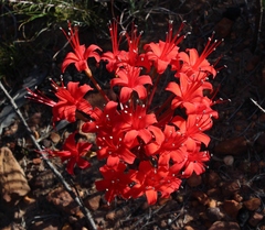 Brunsvigia marginata