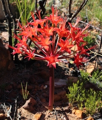 Brunsvigia marginata