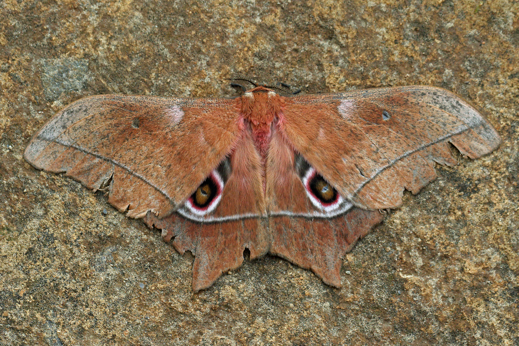 Imbrasia epimethea