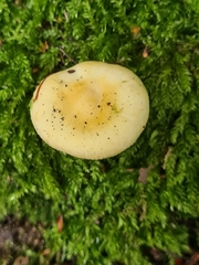 Russula raoultii