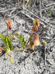 Hermannia scabricaulis